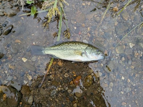 ラージマウスバスの釣果