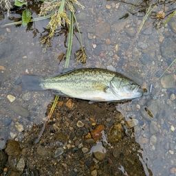 ラージマウスバス