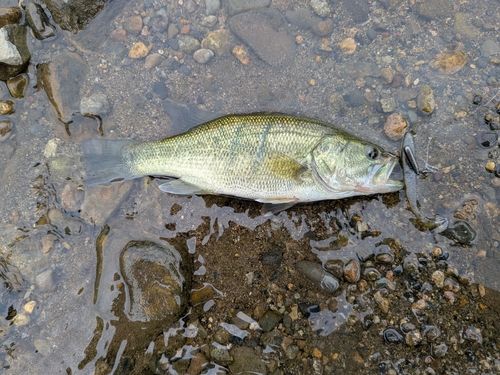 ラージマウスバスの釣果