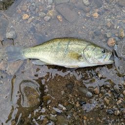 ラージマウスバス