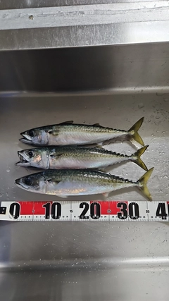 サバの釣果