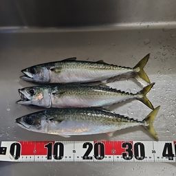 サバ