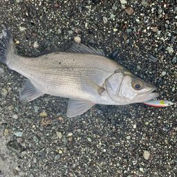 セイゴ（ヒラスズキ）