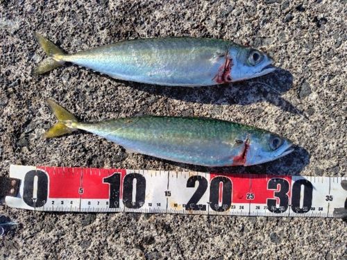サバの釣果