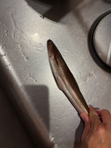 エソの釣果