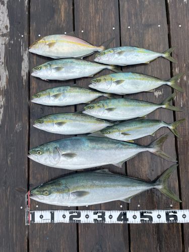 ハマチの釣果