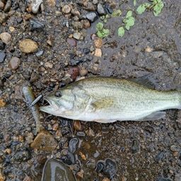 ラージマウスバス