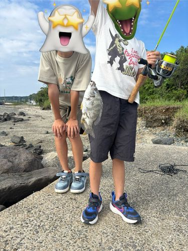 ハゼの釣果