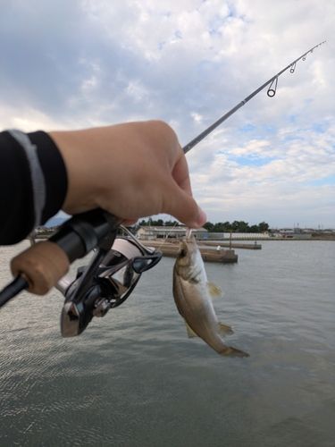 セイゴ（ヒラスズキ）の釣果