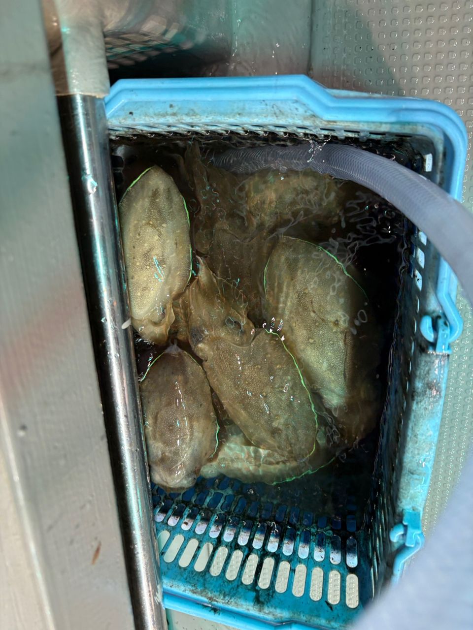 Guest90259938さんの釣果 2枚目の画像