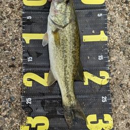 ラージマウスバス