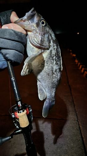 クロソイの釣果