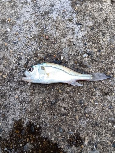 イシモチの釣果