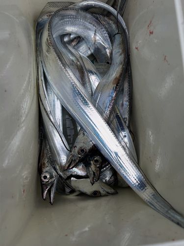 タチウオの釣果