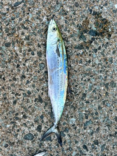 サゴシの釣果