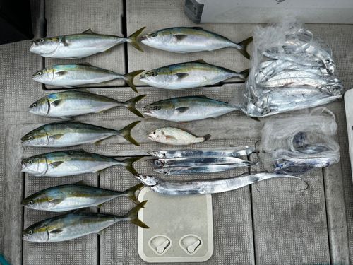 メジロの釣果