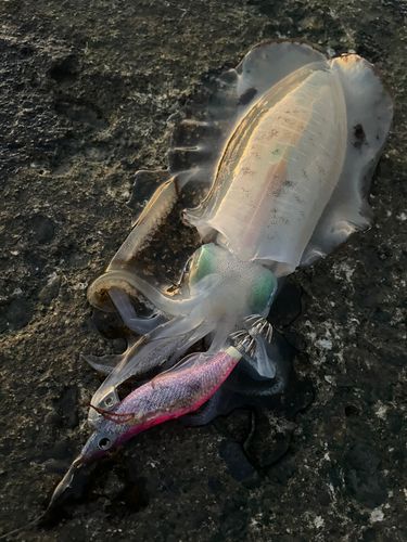 アオリイカの釣果