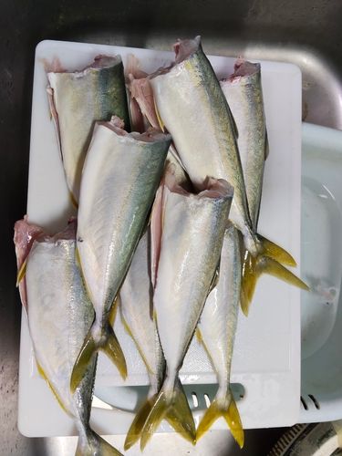 ワカシの釣果