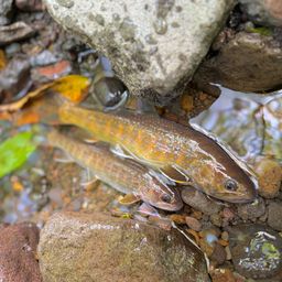 ニッコウイワナ