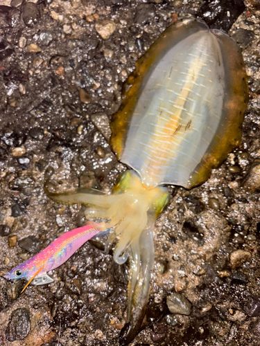 アオリイカの釣果