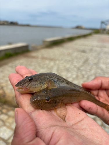 ハゼの釣果