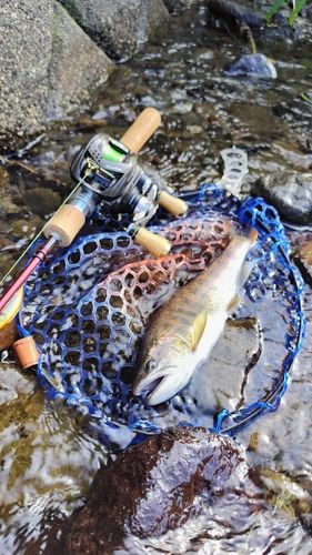アマゴの釣果