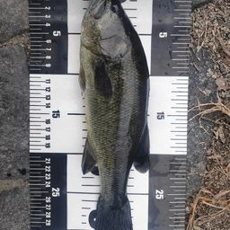 ラージマウスバス