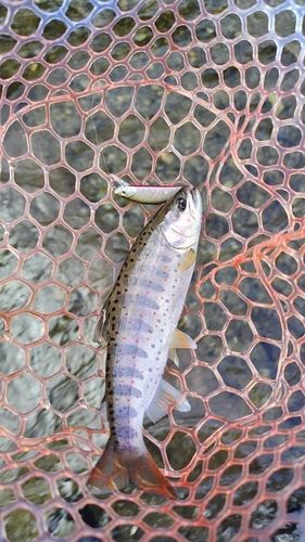 アマゴの釣果