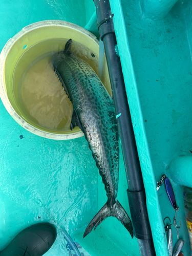 サワラの釣果