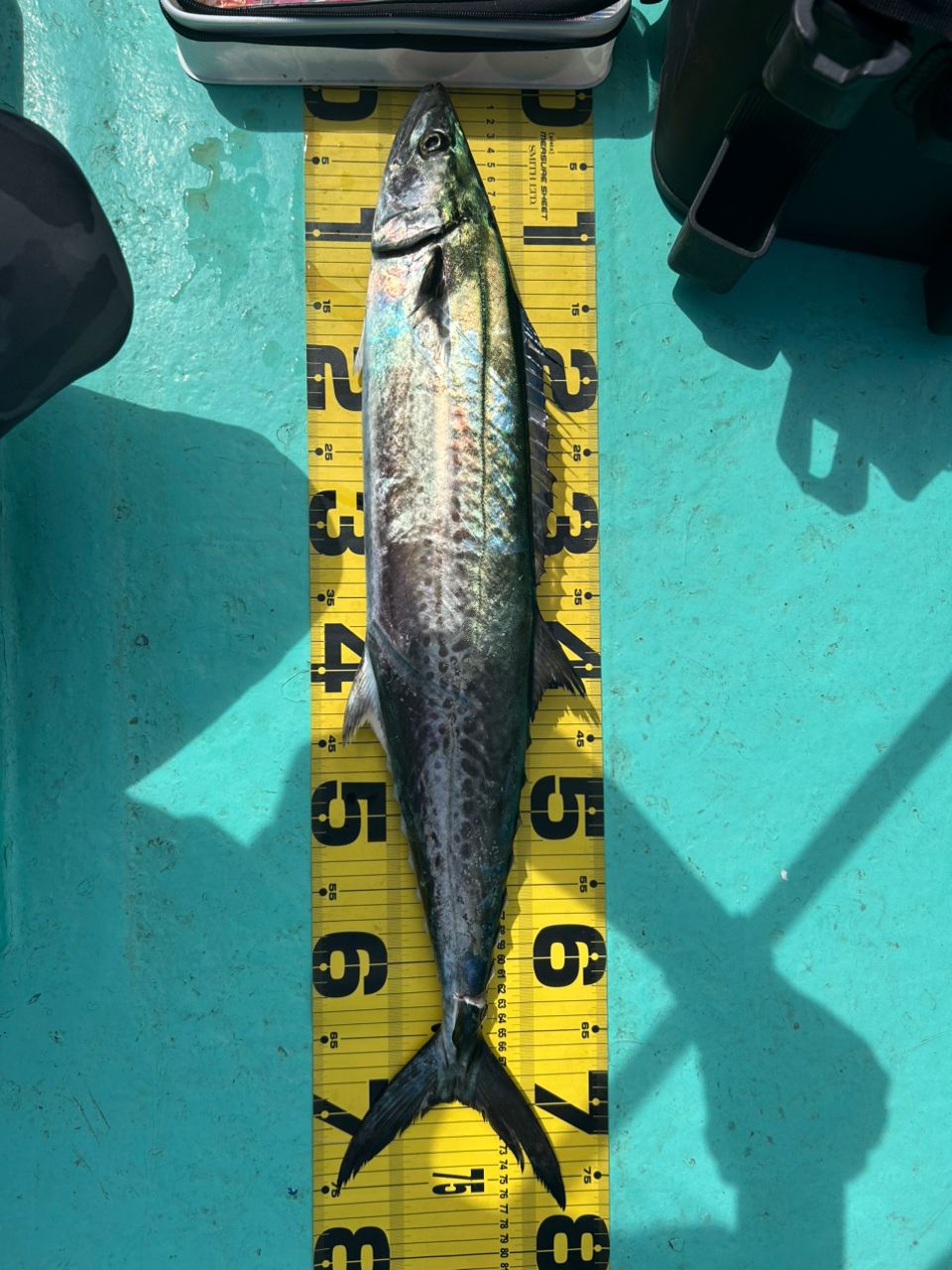 幻魔さんの釣果 2枚目の画像