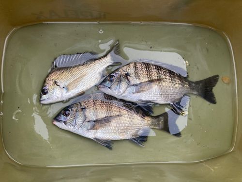 チヌの釣果
