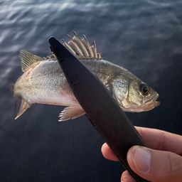 セイゴ（マルスズキ）