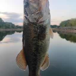 ラージマウスバス