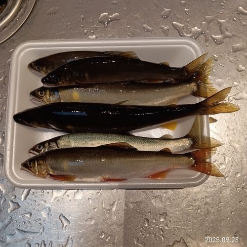 岐阜県南部