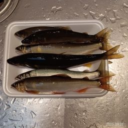 アユ