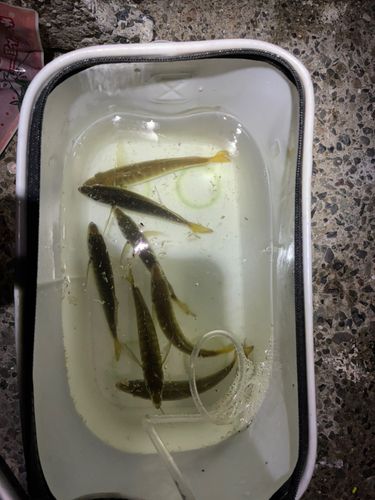 豊浜漁港