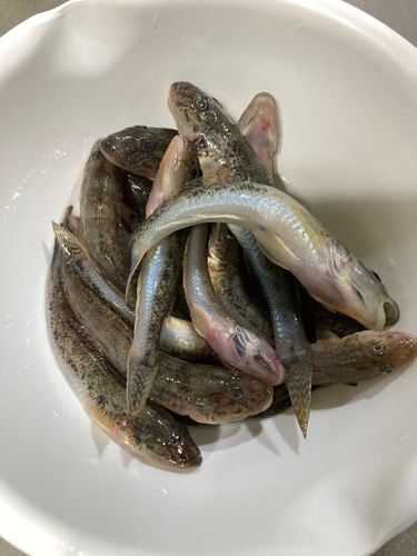 マハゼの釣果
