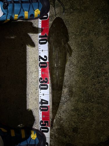 マゴチの釣果