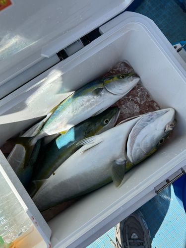 ハマチの釣果
