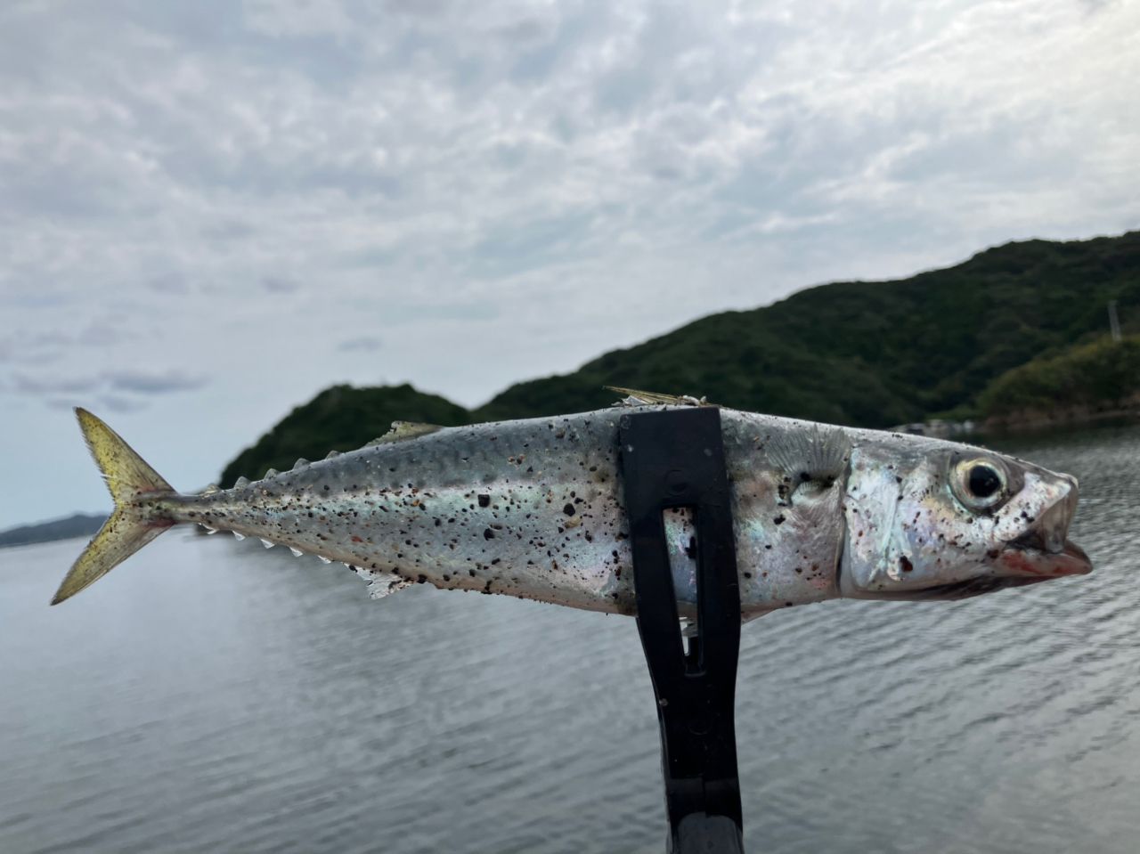 サバ