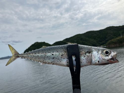 サバの釣果