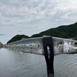 サバ
