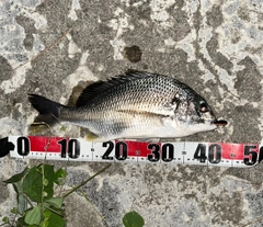 キビレの釣果