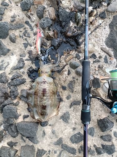 アオリイカの釣果