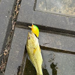 ブラックバス