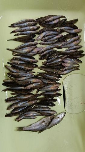 マハゼの釣果