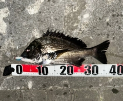 チヌの釣果