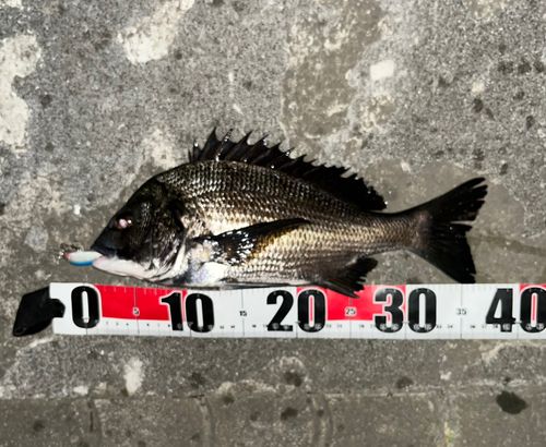 チヌの釣果