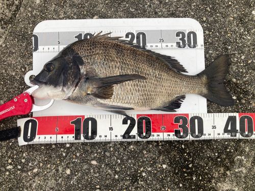 チヌの釣果