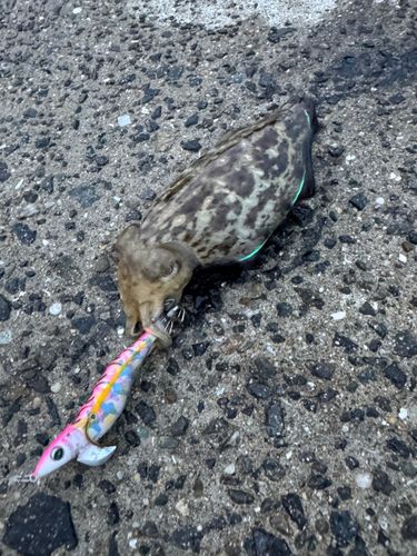 コウイカの釣果